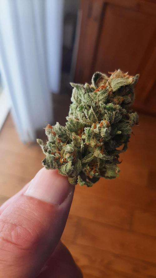 Super Lemon Haze. Week 19