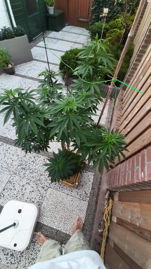 Super lemon haze window/outdoor grow. Week 20