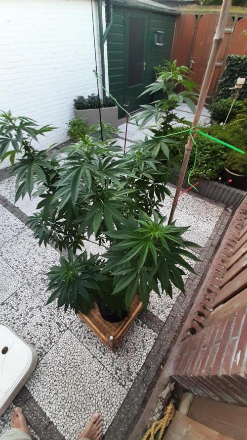 Super lemon haze window/outdoor grow. Week 20