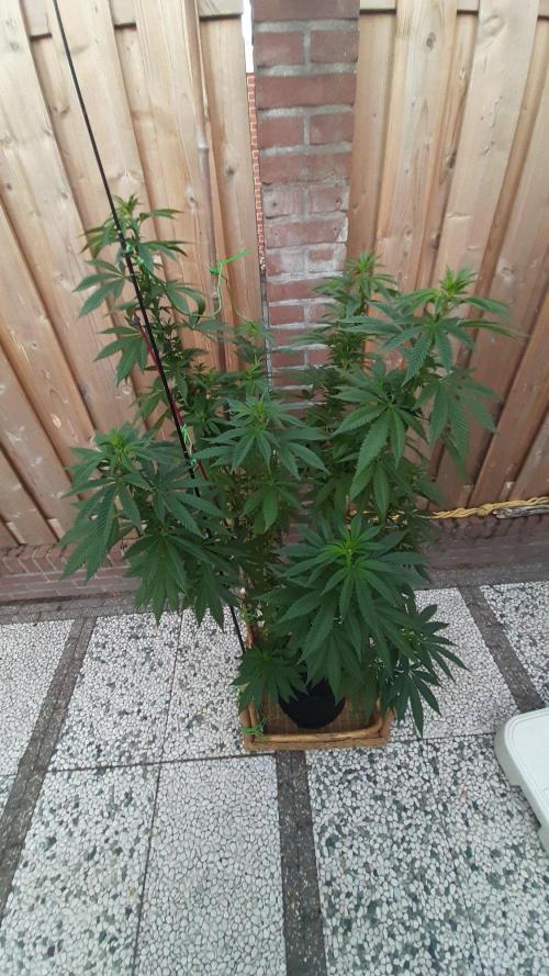 Super lemon haze window/outdoor grow. Week 20
