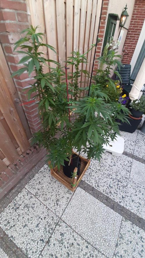 Super lemon haze window/outdoor grow. Week 20
