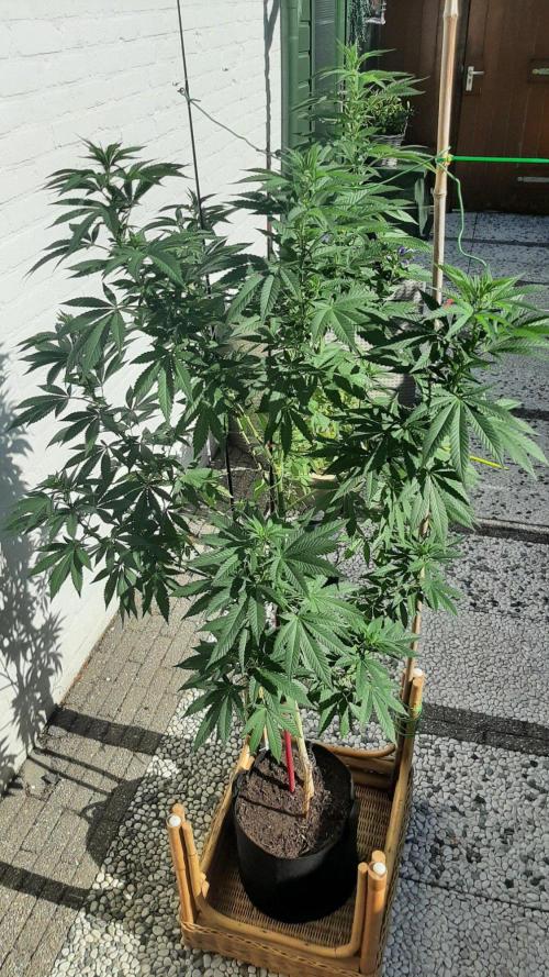 Super lemon haze window/outdoor grow. Week 20