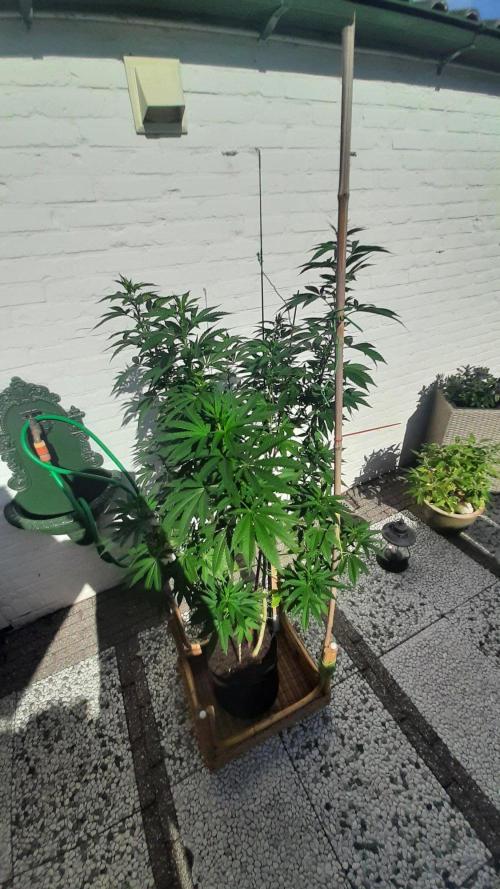 Super lemon haze window/outdoor grow. Week 20