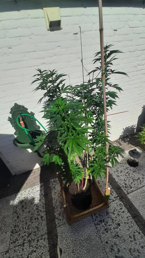 Super lemon haze window/outdoor grow. Week 20