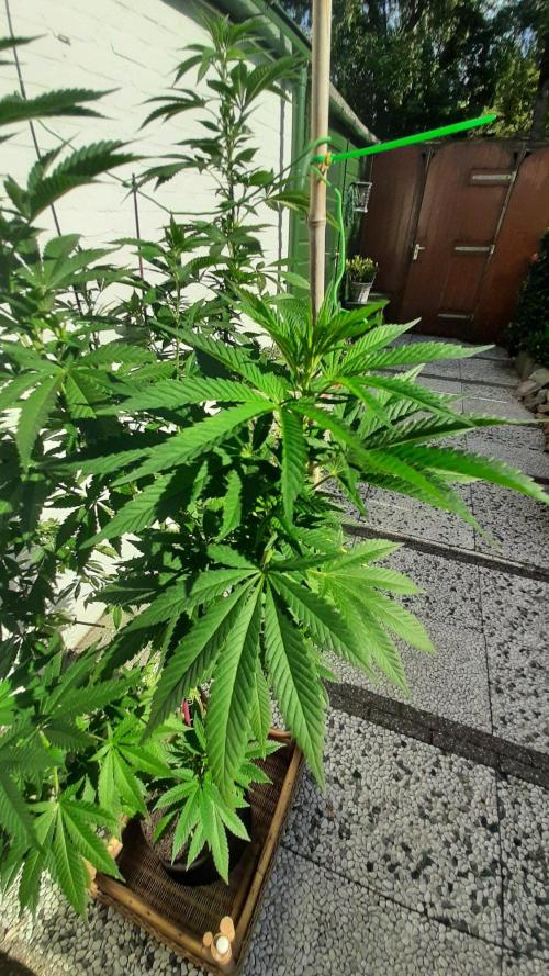 Super lemon haze window/outdoor grow. Week 20