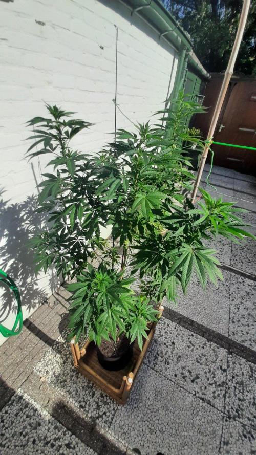 Super lemon haze window/outdoor grow. Week 20