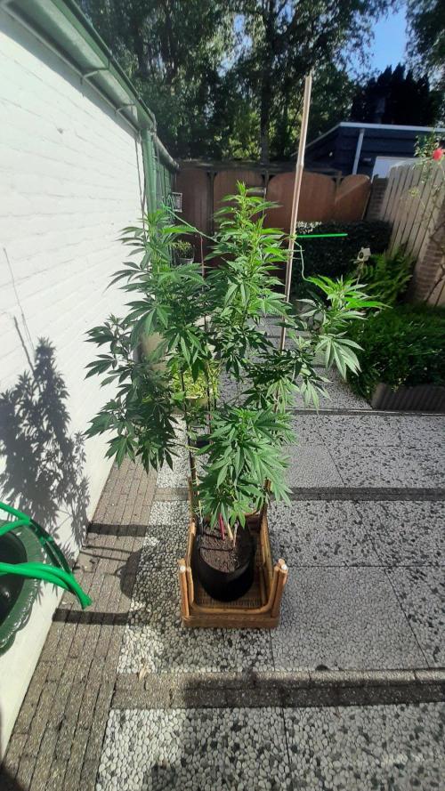 Super lemon haze window/outdoor grow. Week 20