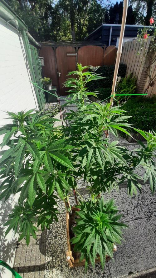 Super lemon haze window/outdoor grow. Week 20