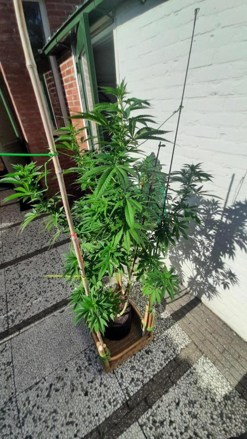 Super lemon haze window/outdoor grow. Week 20