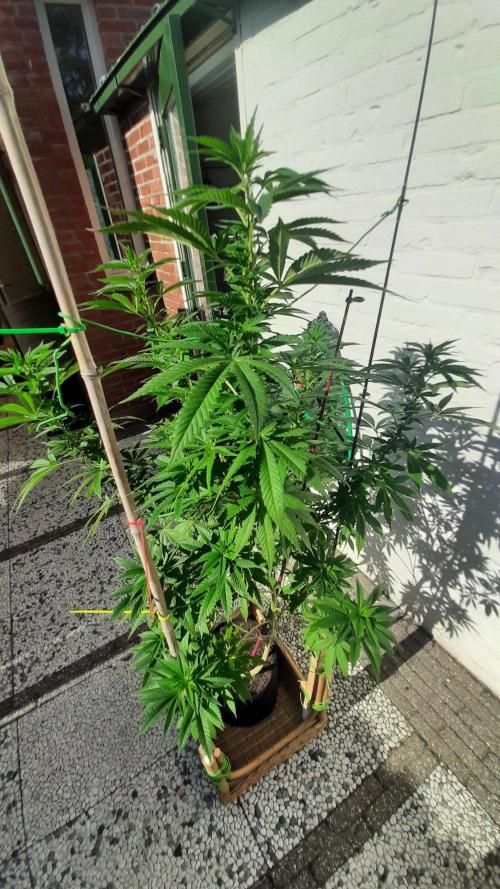 Super lemon haze window/outdoor grow. Week 20