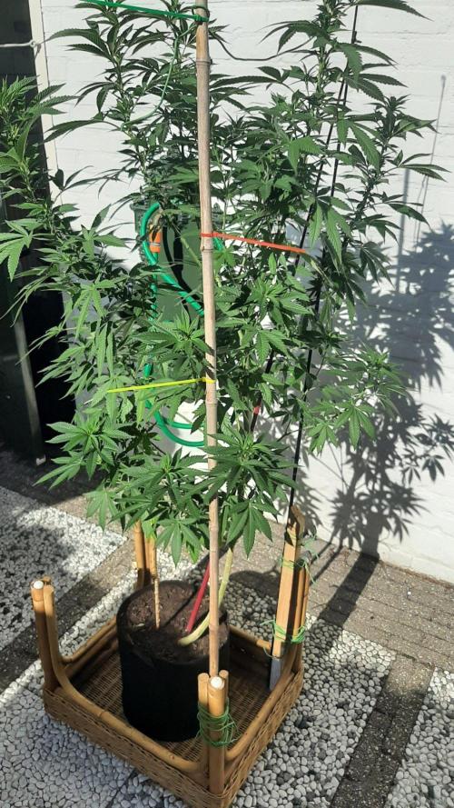 Super lemon haze window/outdoor grow. Week 20