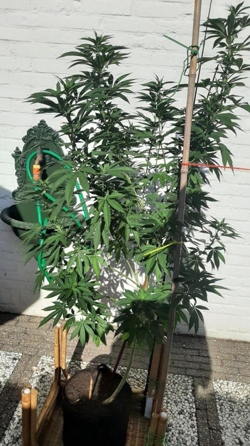 Super lemon haze window/outdoor grow. Week 20