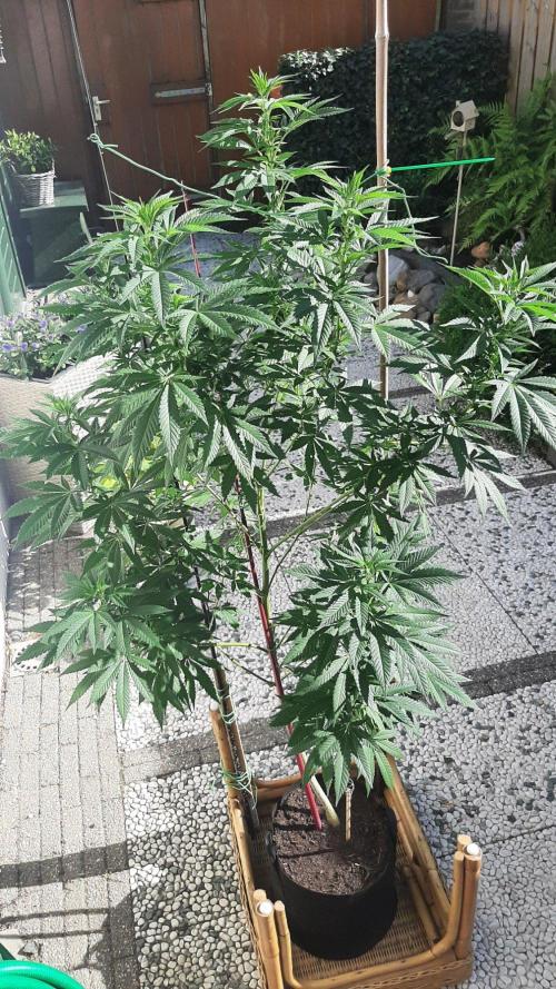 Super lemon haze window/outdoor grow. Week 20