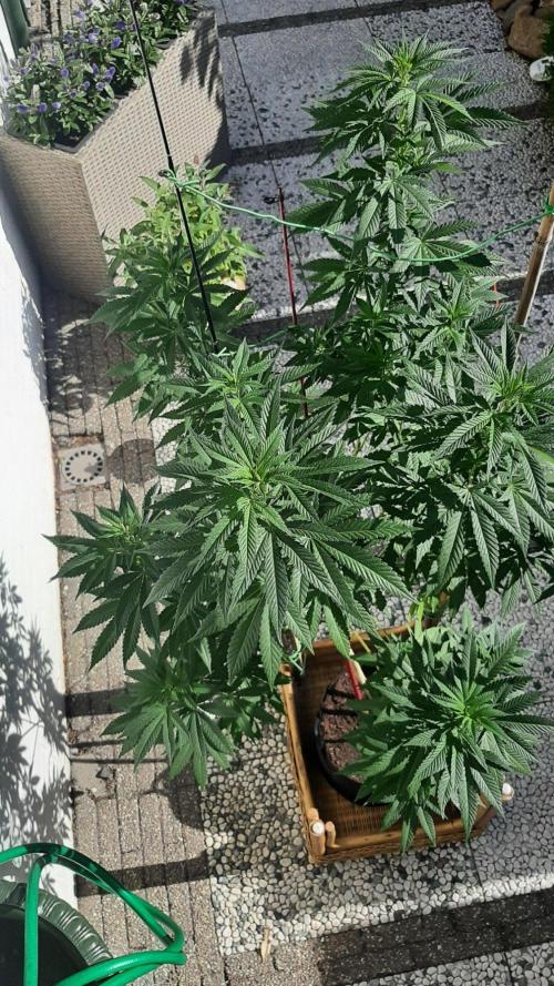 Super lemon haze window/outdoor grow. Week 20