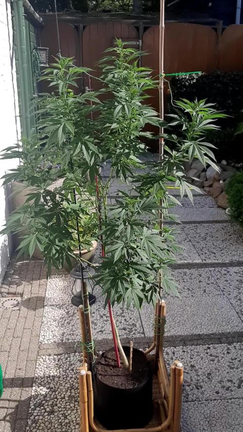 Super lemon haze window/outdoor grow