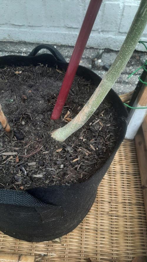Super lemon haze window/outdoor grow. Week 21