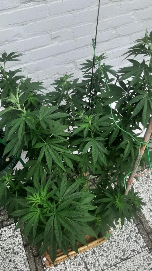 Super lemon haze window/outdoor grow. Week 21