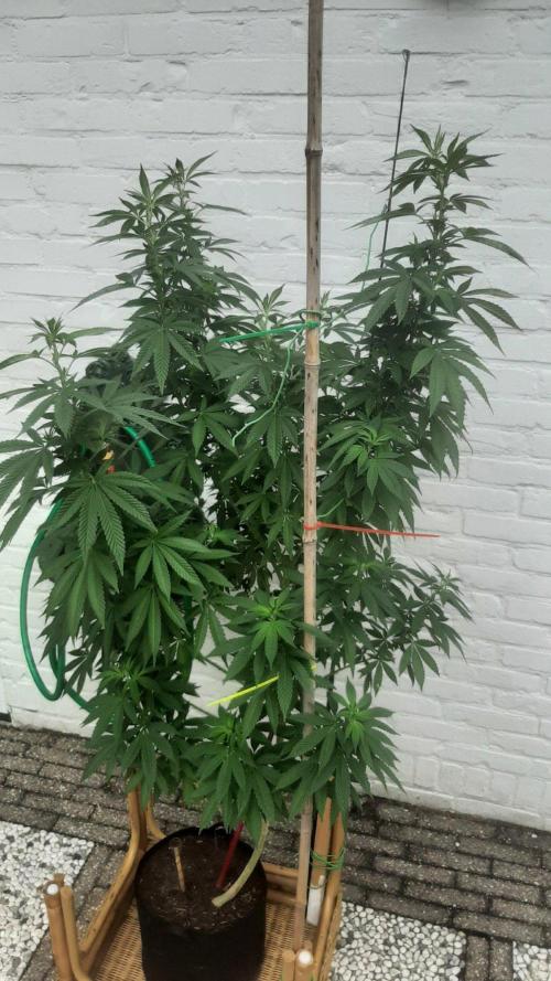 Super lemon haze window/outdoor grow. Week 21