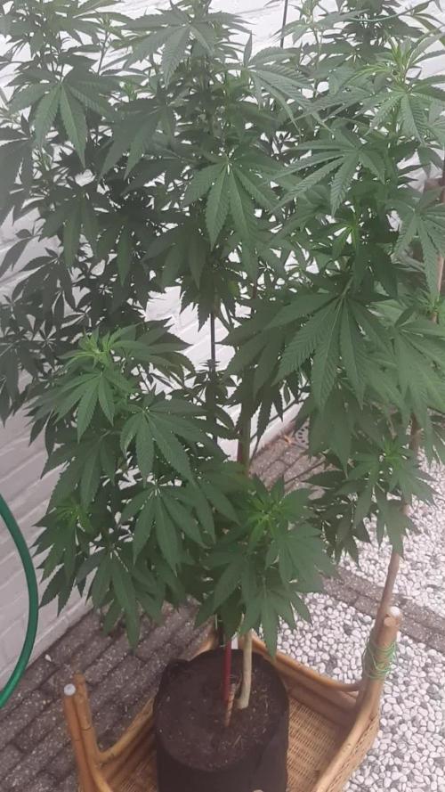Super lemon haze window/outdoor grow