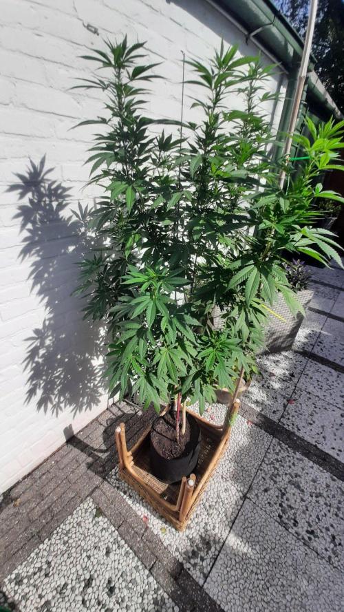 Super lemon haze window/outdoor grow. Week 22