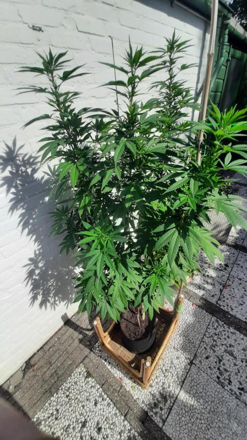 Super lemon haze window/outdoor grow. Week 22