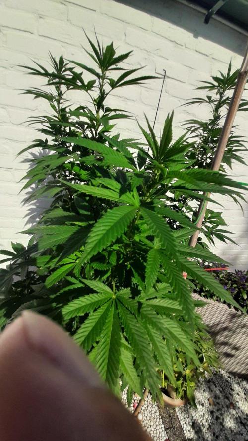 Super lemon haze window/outdoor grow. Week 22
