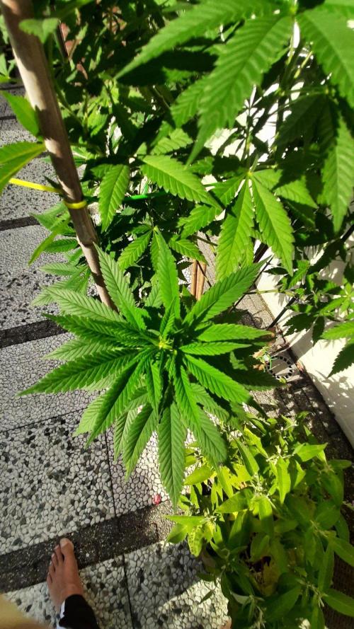 Super lemon haze window/outdoor grow. Week 22