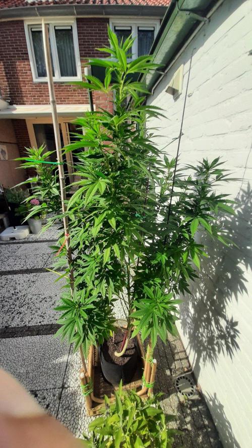 Super lemon haze window/outdoor grow. Week 22