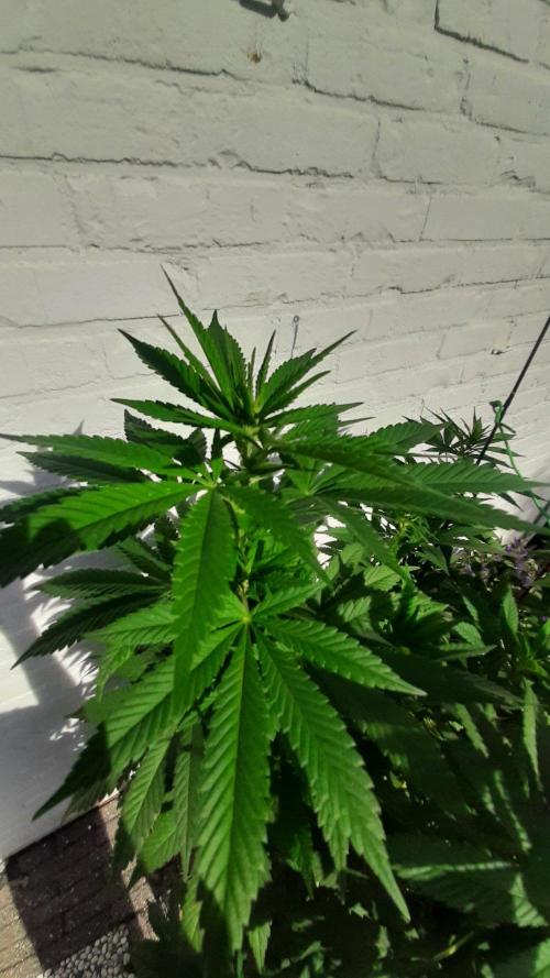 Super lemon haze window/outdoor grow. Week 22
