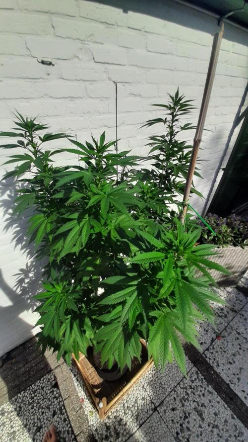 Super lemon haze window/outdoor grow. Week 22