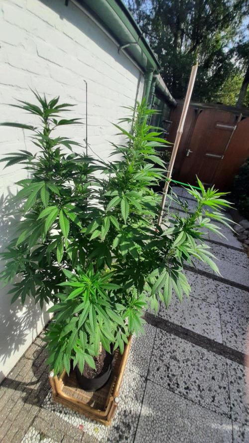 Super lemon haze window/outdoor grow. Week 22