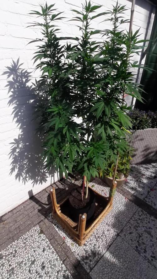 Super lemon haze window/outdoor grow