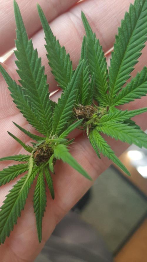 Super lemon haze window/outdoor grow. Week 23