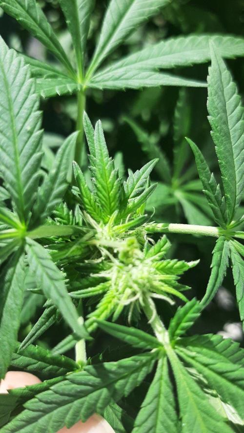 Super lemon haze window/outdoor grow. Week 23