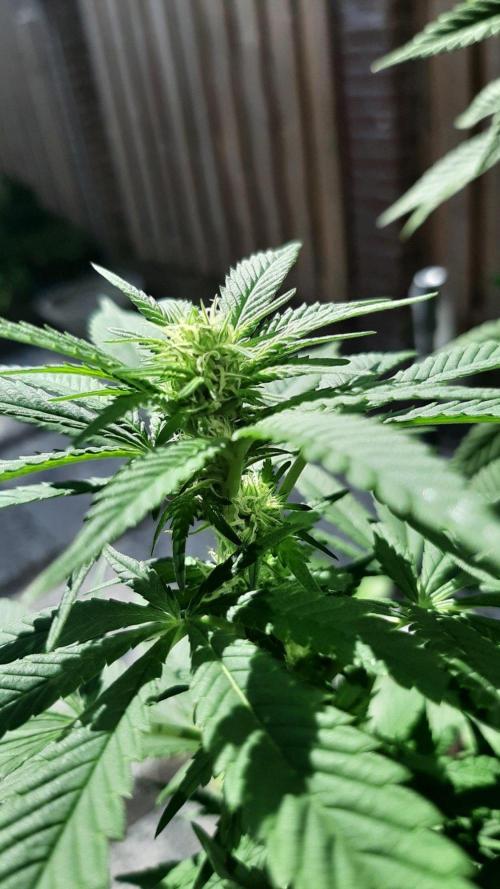 Super lemon haze window/outdoor grow. Week 23
