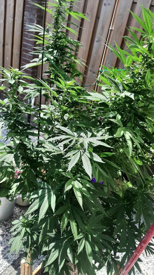 Super lemon haze window/outdoor grow. Week 23