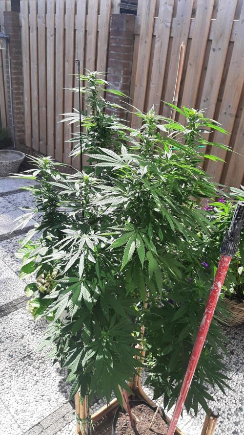 Super lemon haze window/outdoor grow. Week 23