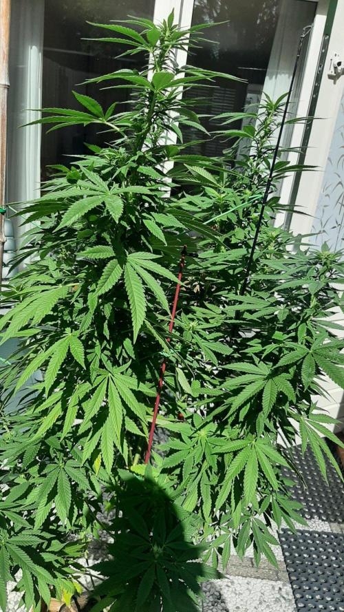 Super lemon haze window/outdoor grow. Week 23
