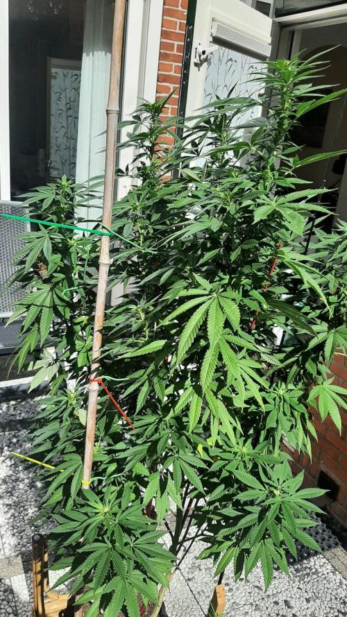 Super lemon haze window/outdoor grow. Week 23