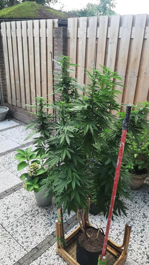 Super lemon haze window/outdoor grow. Week 23