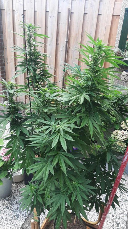 Super lemon haze window/outdoor grow. Week 23