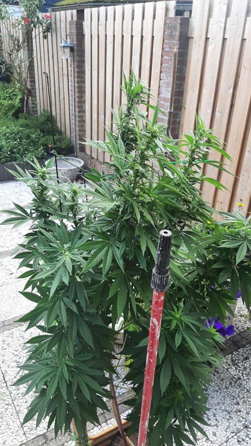 Super lemon haze window/outdoor grow. Week 23