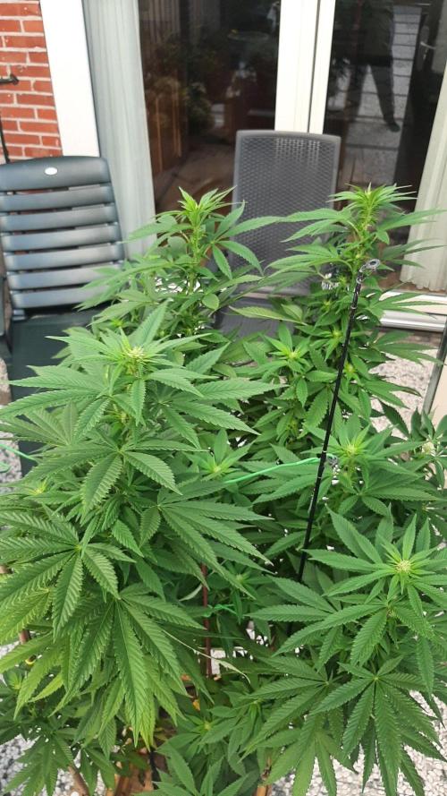 Super lemon haze window/outdoor grow. Week 23
