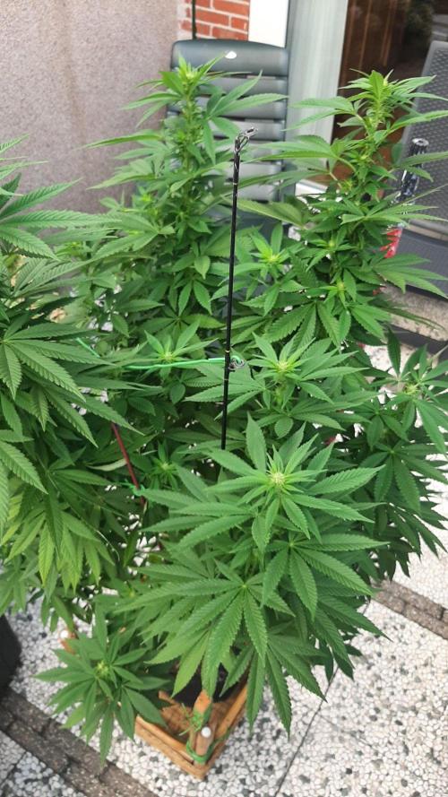 Super lemon haze window/outdoor grow. Week 23
