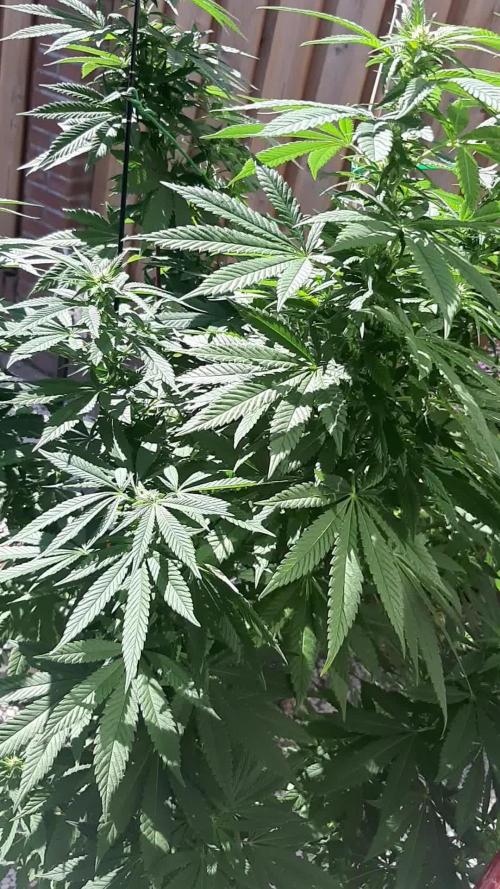 Super lemon haze window/outdoor grow
