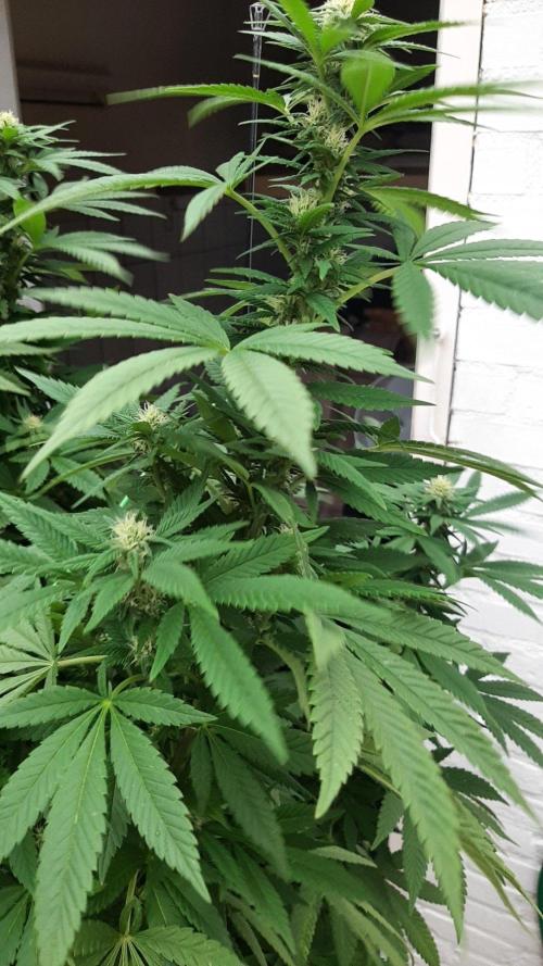 Super lemon haze window/outdoor grow. Week 24