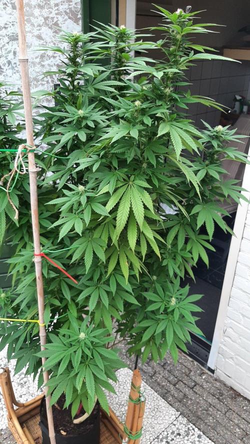 Super lemon haze window/outdoor grow. Week 24