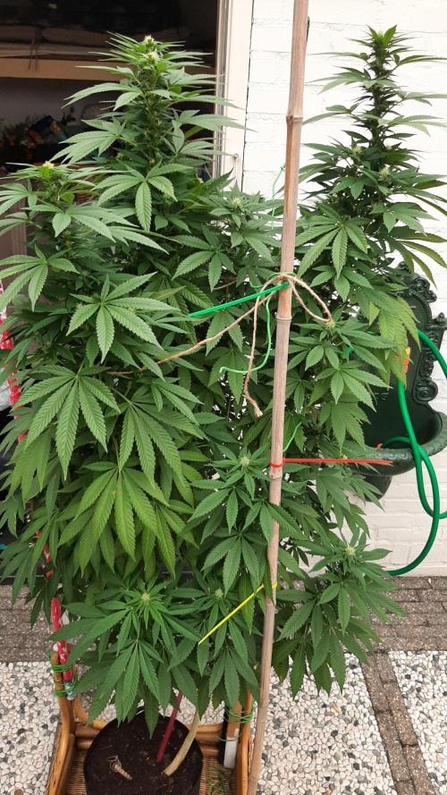 Super lemon haze window/outdoor grow. Week 24
