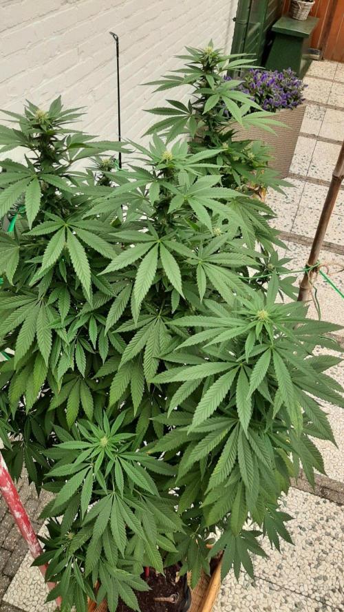 Super lemon haze window/outdoor grow. Week 24