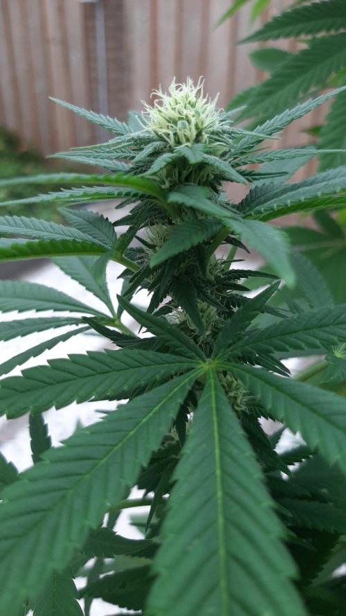 Super lemon haze window/outdoor grow. Week 24